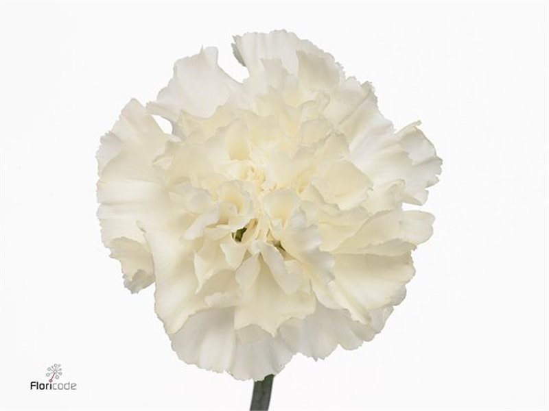 Nagelj Short Nob Violet c669