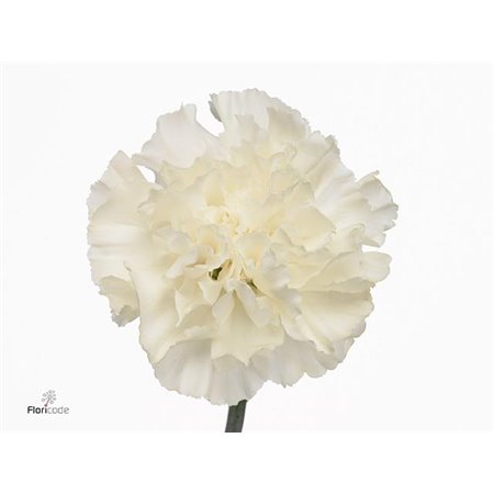 Nagelj Short Nob Violet c669