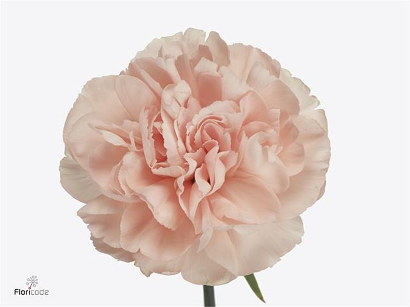 Nagelj Short Novia c670