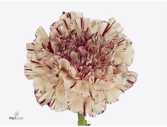 Nagelj Short Paoletto c671