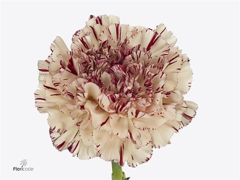 Nagelj Short Paoletto c671