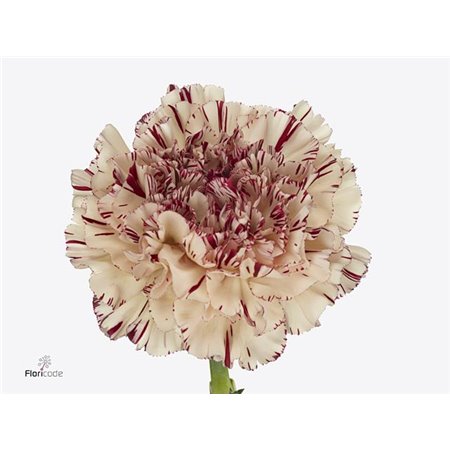 Nagelj Short Paoletto c671