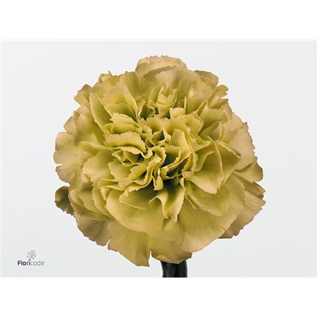 Nagelj Short Prado Mint c674