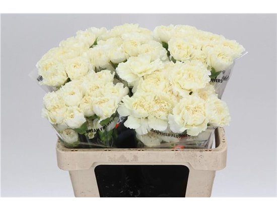 Nagelj Short Prado Mint c675