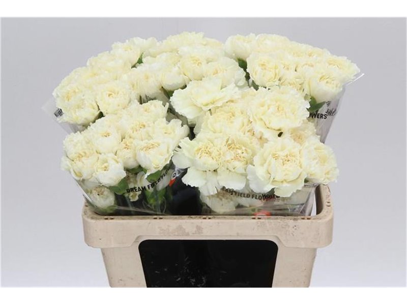 Nagelj Short Prado Mint c675