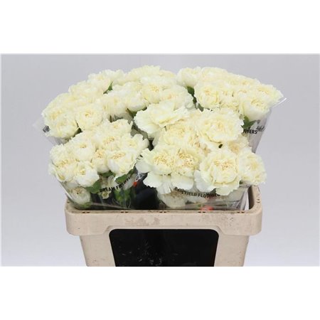 Nagelj Short Prado Mint c675