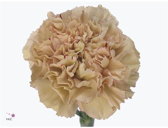 Nagelj Short Rodas c676