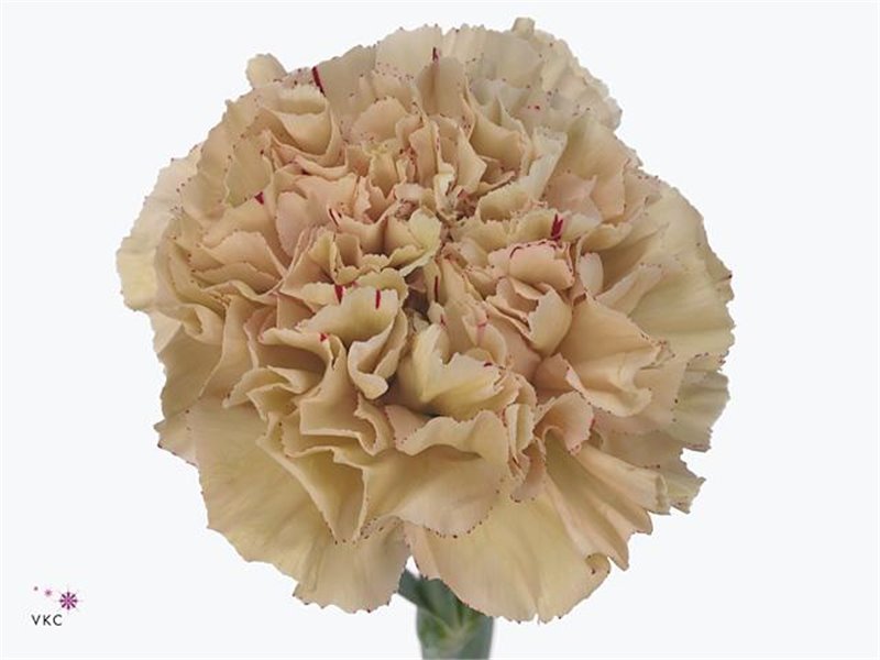 Nagelj Short Rodas c676