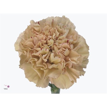 Nagelj Short Viper c677