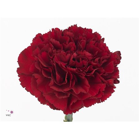 Nagelj Short Zurigo c679