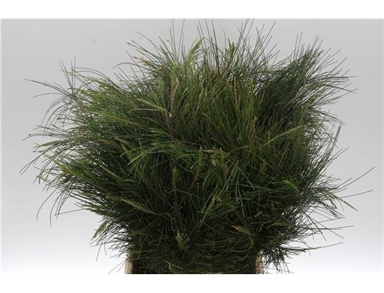 Nagelj Violetta c682