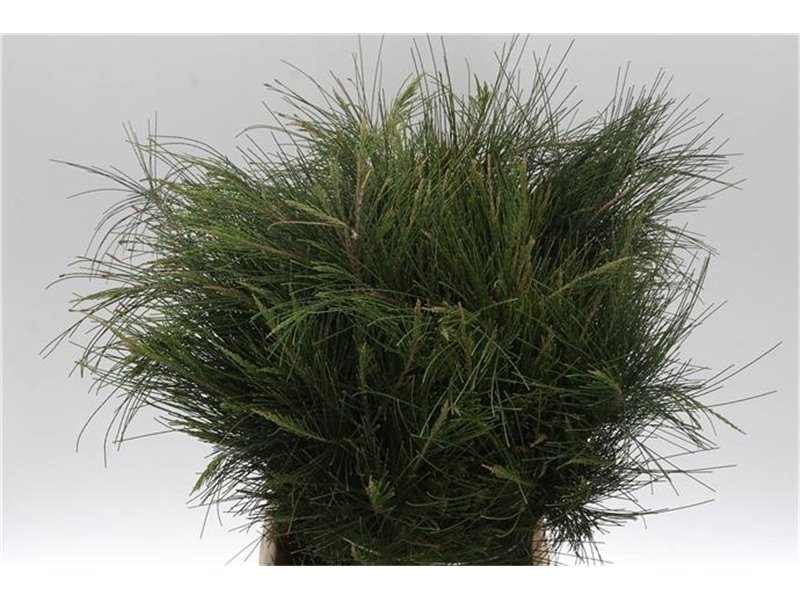 Nagelj Violetta c682