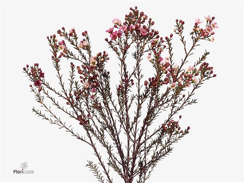 Chamelaucium Adi c693