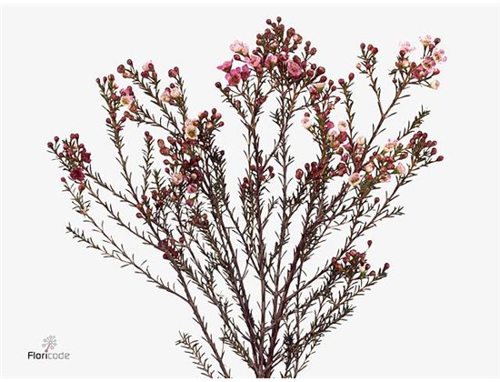 Chamelaucium Adi c694