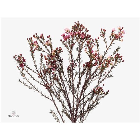 Chamelaucium Adi c694