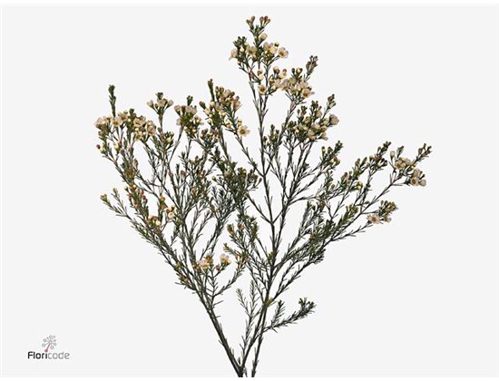 Chamelaucium Crystal Pearl c695