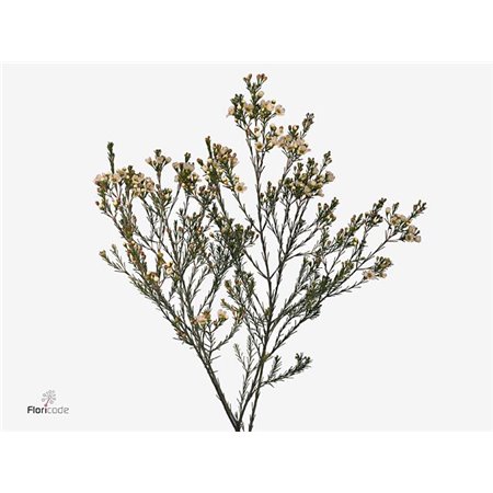 Chamelaucium Crystal Pearl c695