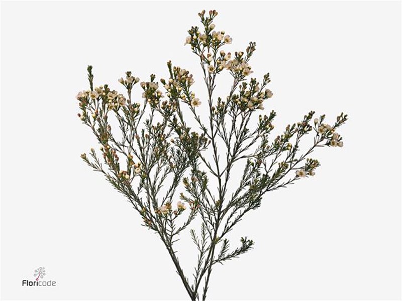 Chamelaucium Crystal Pearl c696