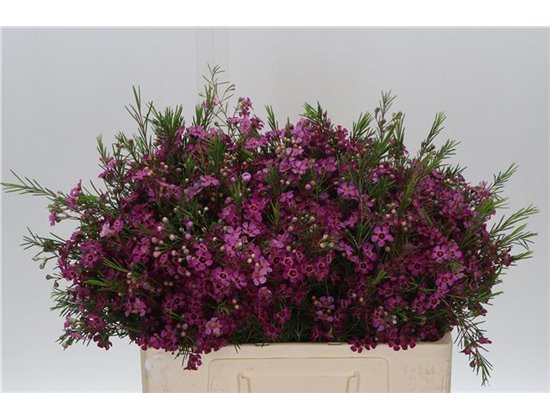 Chamelaucium Eden c697