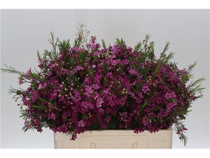 Chamelaucium Eden c697