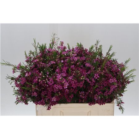 Chamelaucium Eden c697