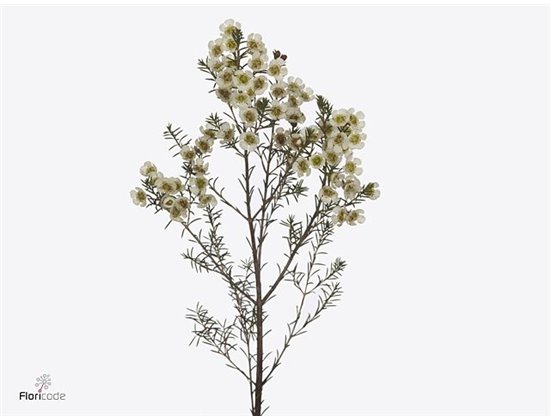 Chamelaucium Me Gil c699