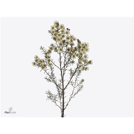 Chamelaucium Me Gil c699