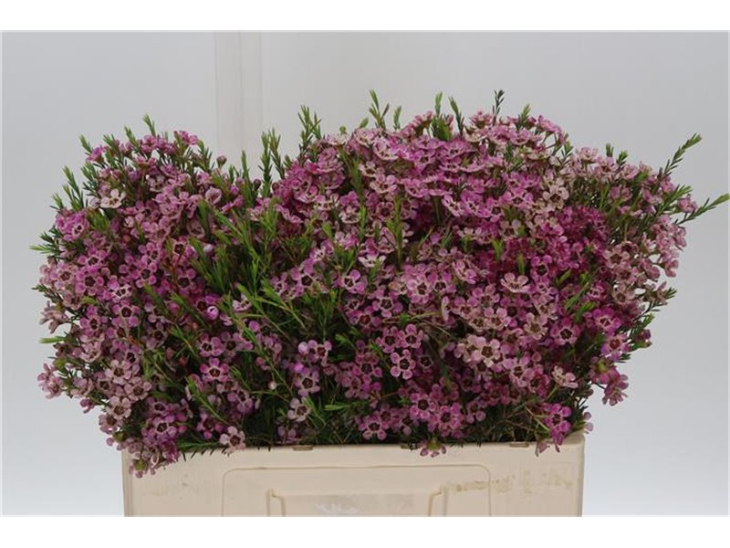 Chamelaucium Me Grand Adi c701