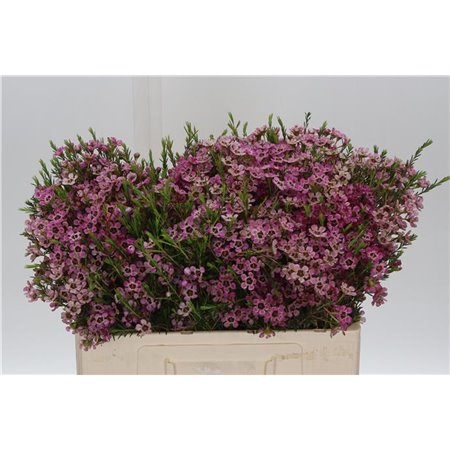 Chamelaucium Me Grand Adi c701