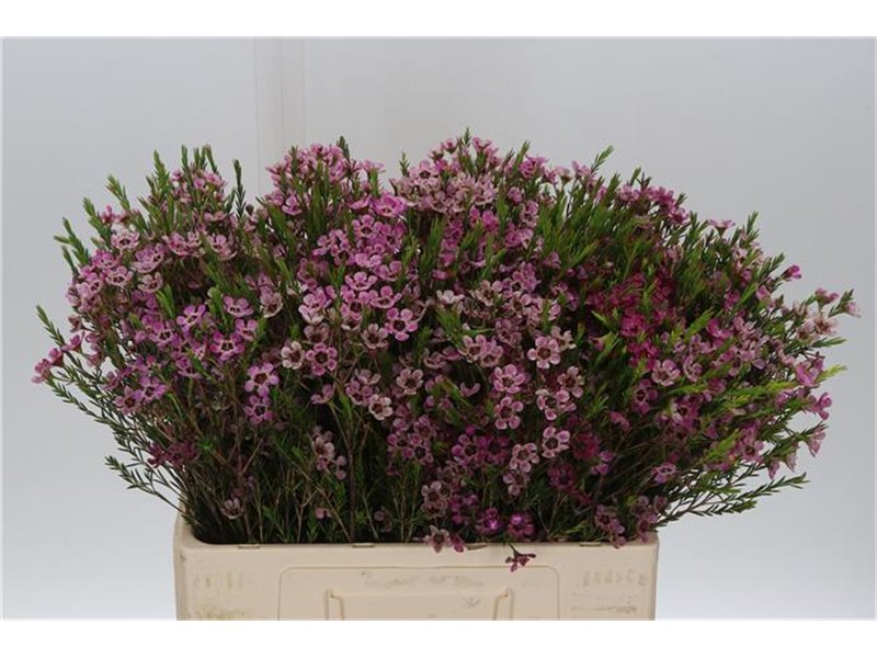 Chamelaucium Me Grand Adi c702