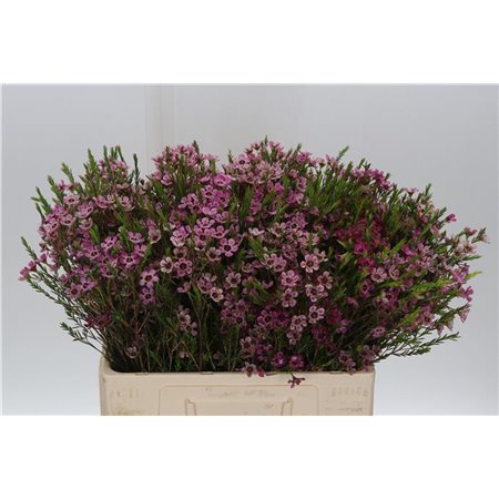 Chamelaucium Me Grand Adi c702