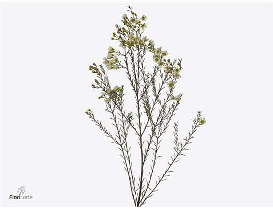 Chamelaucium Me Grand Adi c703