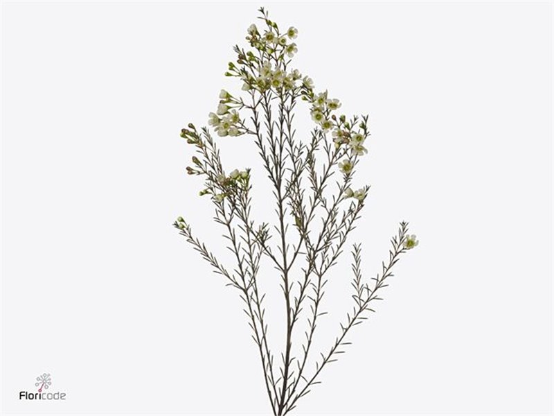 Chamelaucium Me Sirius c704