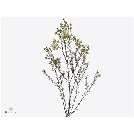 Chamelaucium Me Sirius c704