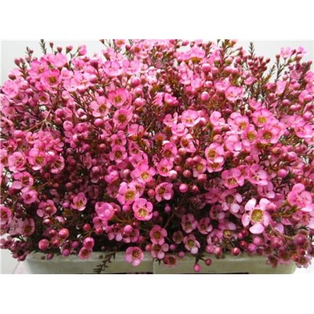 Chamelaucium Tal Cerise c705