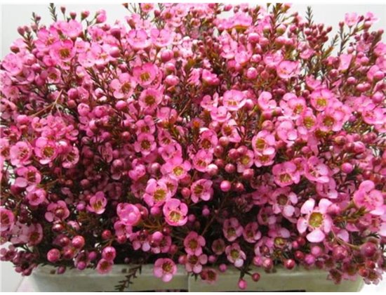 Chamelaucium Tal Cerise c706