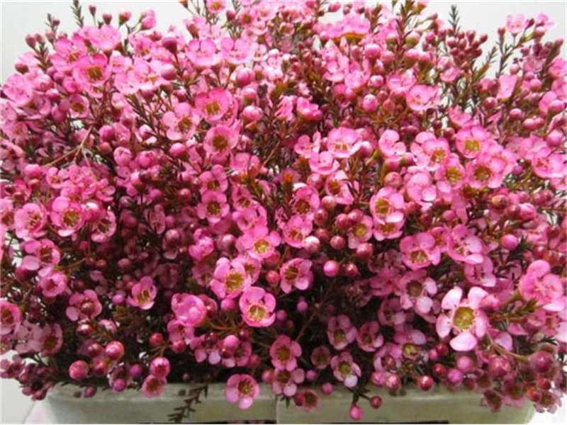 Chamelaucium Tal Cerise c706