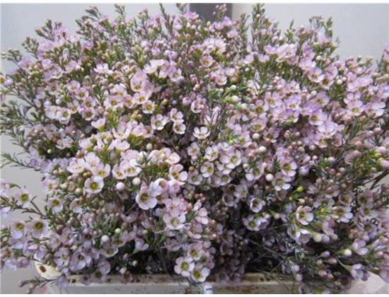 Chamelaucium Tal Milka c707