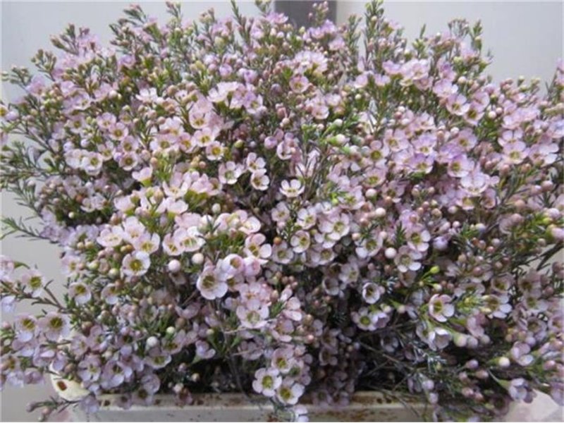 Chamelaucium Tal Milka c707