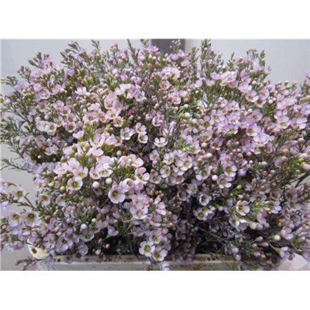 Chamelaucium Tal Milka c707