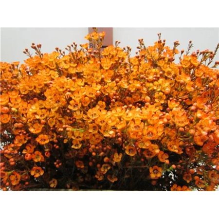 Chamelaucium Tal Milka c709