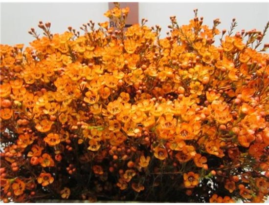Chamelaucium Tal Orange c710