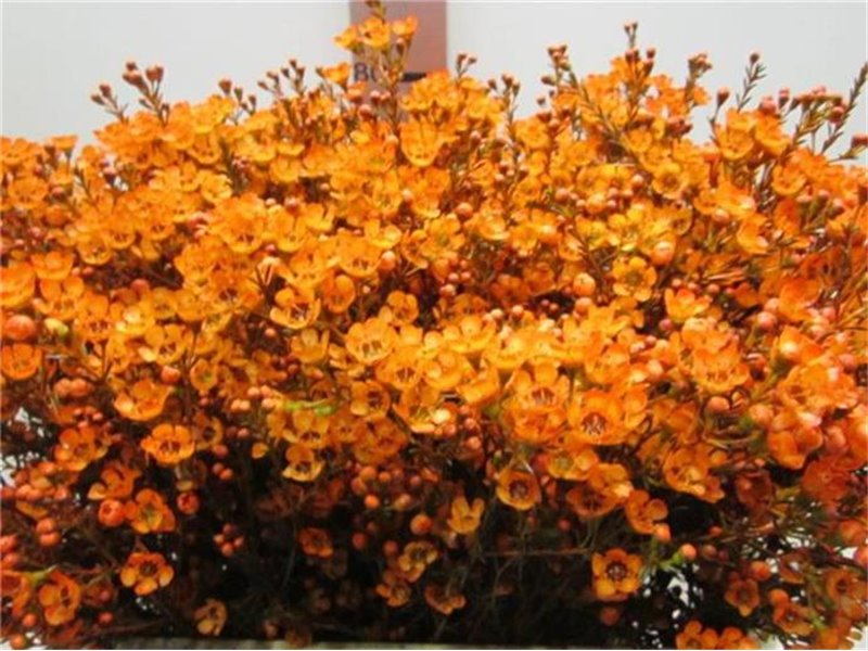 Chamelaucium Tal Orange c710