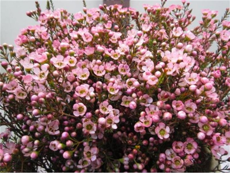 Chamelaucium Tal Rose c712