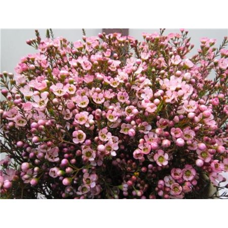 Chamelaucium Tal Rose c712