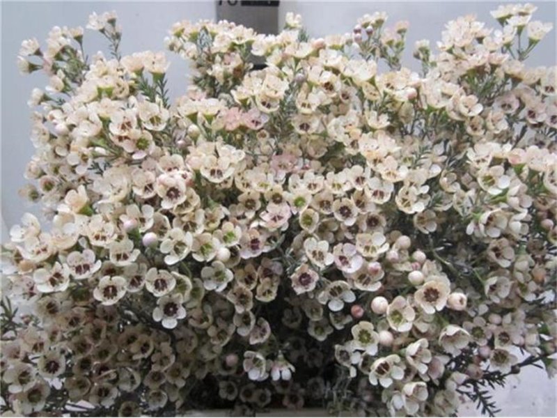 Chamelaucium Tal Salmon c713