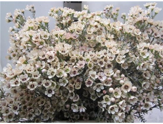 Chamelaucium Tal Salmon c714