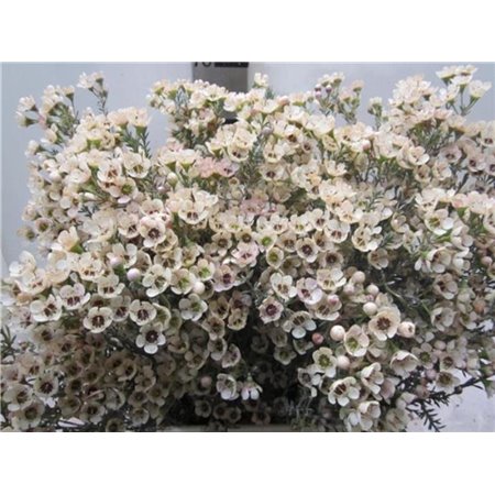 Chamelaucium Tal Salmon c714