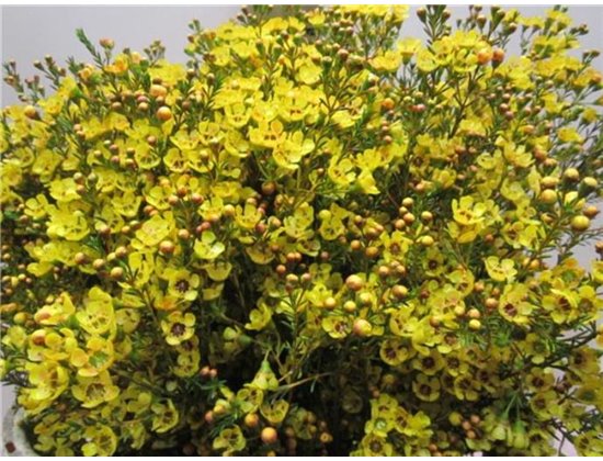 Chamelaucium Tal Yellow c715
