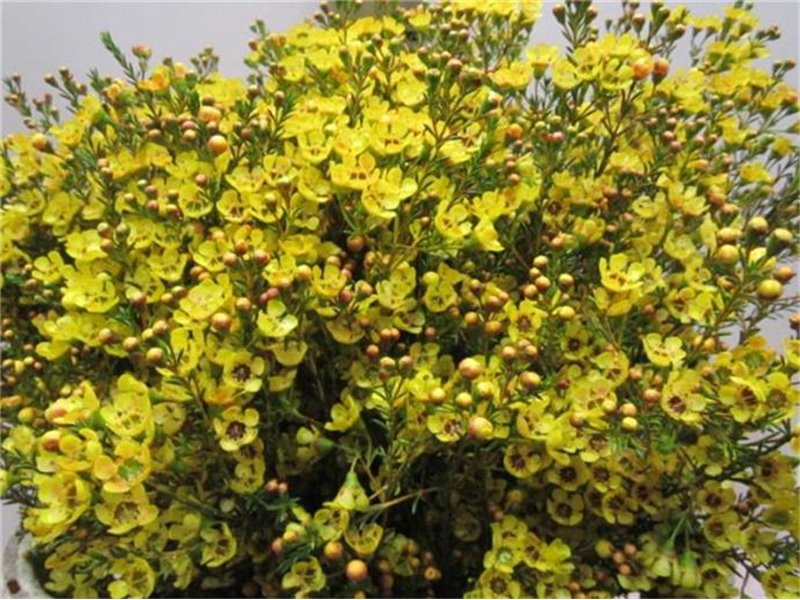 Chamelaucium Tal Yellow c715